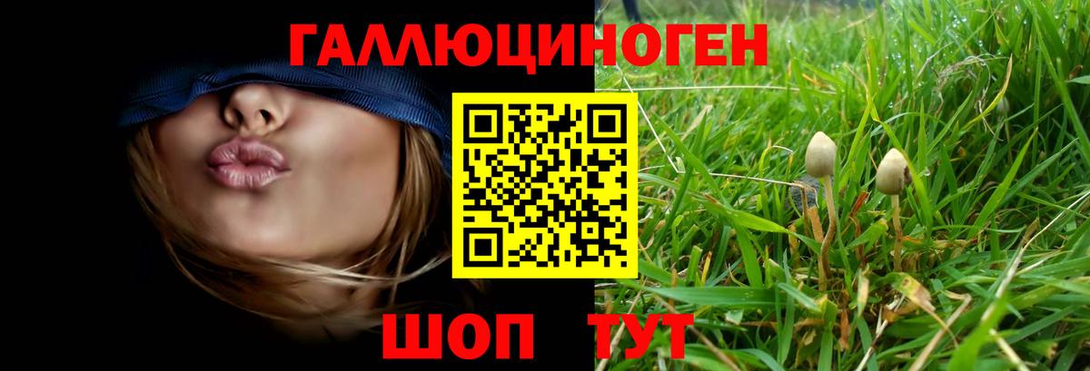 Галлюциногенные грибы Psilocybine cubensis Майский
